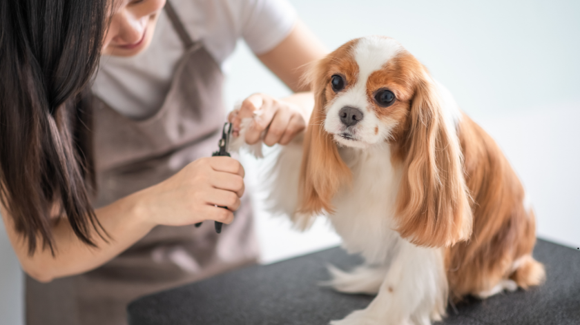 Dog Grooming Near Me